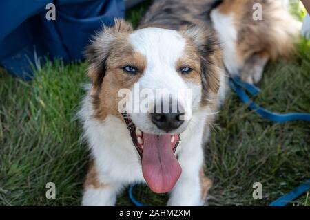 Australian Shepherd Dog. (Wissenschaftlicher Name: Canis lupus familiaris) Stockfoto