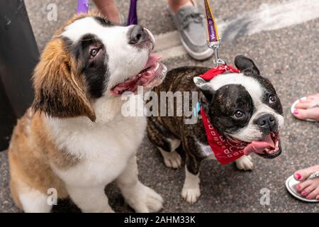 Süßer Bernhardiner Welpe Hund und französischer Bulldogge (Wissenschaftlicher Name: Canis lupus familiaris) Stockfoto