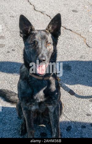 Schäferhund. (Wissenschaftlicher Name: Canis lupus familiaris) Stockfoto