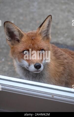 Urban Fox warten hoffnungsvoll an die Katzenklappe auf der Rückseite Tür, East Sussex, Großbritannien Stockfoto