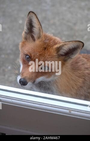 Urban Fox warten hoffnungsvoll an die Katzenklappe auf der Rückseite Tür, East Sussex, Großbritannien Stockfoto