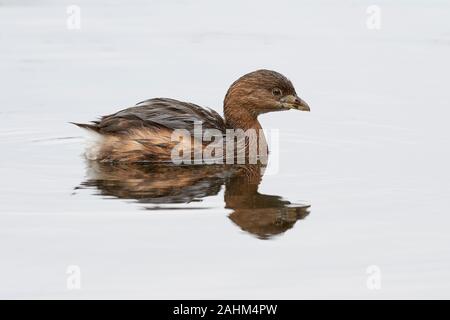 Pied-billed Grebe (Podilymbus podiceps), Sacramento County California Stockfoto