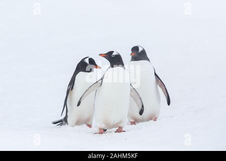 Gentoo-Pinguin in der Antarktis Stockfoto