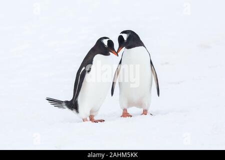 Gentoo-Pinguin in der Antarktis Stockfoto