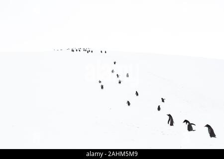 Gentoo-Pinguin in der Antarktis Stockfoto