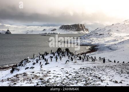 Gentoo Penguins auf Aitcho Island, South Shetland Inseln, Antarktis Stockfoto