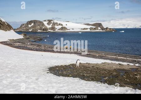 Gentoo Penguins auf Aitcho Island, South Shetland Inseln, Antarktis Stockfoto