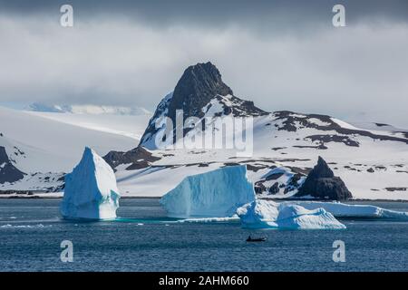 Gentoo Penguins auf Aitcho Island, South Shetland Inseln, Antarktis Stockfoto