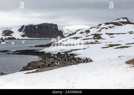 Gentoo Penguins auf Aitcho Island, South Shetland Inseln, Antarktis Stockfoto