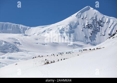 Gentoo Penguins an Neko Harbour Antarktis Stockfoto