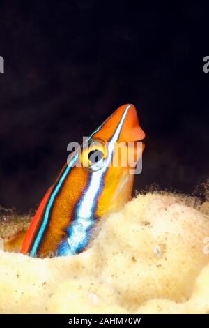 Fangblenny Bluestriped, Plagiotremus rhinorhynchos, Peering aus einem Loch im Riff. Tulamben, Bali, Indonesien. Bali Sea, Indischer Ozean Stockfoto