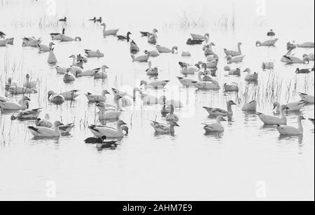 Wandernde Snow Goose Stockfoto