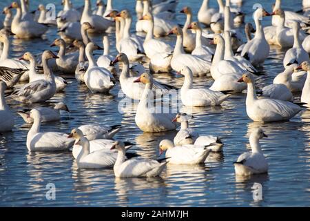 Wandernde Snow Goose Stockfoto
