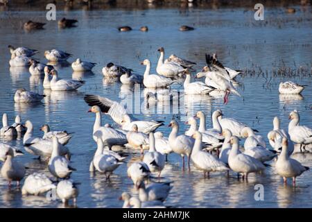 Wandernde Snow Goose Stockfoto