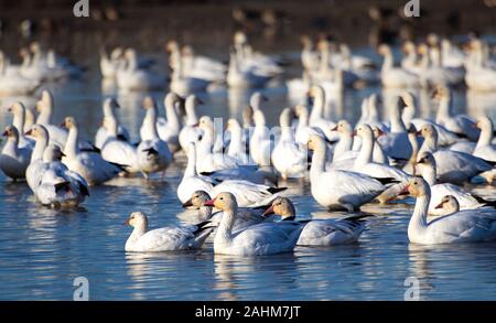 Wandernde Snow Goose Stockfoto