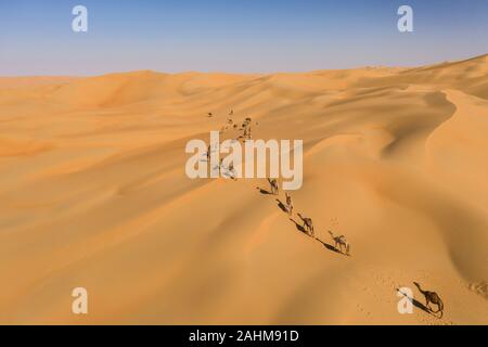 Luftaufnahme von einer Drohne von einer Gruppe von Dromedar Kamele zu Fuß in das Leere Viertel Wüste. Abu Dhabi, Vereinigte Arabische Emirate. Stockfoto