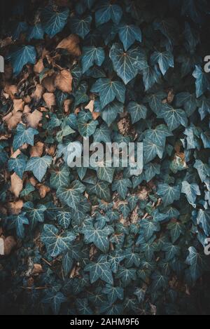 Hedera colchica wächst auf einem Baum, Braun und Grün Stockfoto