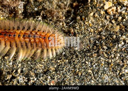 Feuer Wurm, Chloeia flava, Österreich, Philippinen Stockfoto