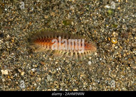 Feuer Wurm, Chloeia flava, Österreich, Philippinen Stockfoto