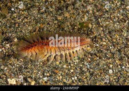 Feuer Wurm, Chloeia flava, Österreich, Philippinen Stockfoto