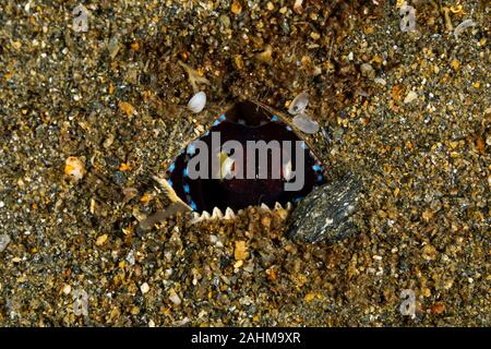 Coconut Tintenfisch und Oktopus geädert, Amphioctopus marginatus ist ein mittelständisches Tintenfischfänger Zugehörigkeit zur Gattung Amphioctopus Stockfoto