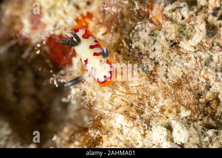 Gläubigen Sea Slug, Chromodoris fidelis, Doris fidelis", ist eine Pflanzenart aus der Gattung der bunten Sea Slug, dorid Nacktschnecke aus t Stockfoto