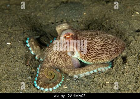 Coconut Tintenfisch und Oktopus geädert, Amphioctopus marginatus ist ein mittelständisches Tintenfischfänger Zugehörigkeit zur Gattung Amphioctopus Stockfoto