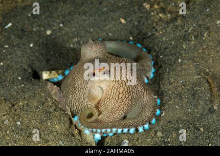 Coconut Tintenfisch und Oktopus geädert, Amphioctopus marginatus ist ein mittelständisches Tintenfischfänger Zugehörigkeit zur Gattung Amphioctopus Stockfoto