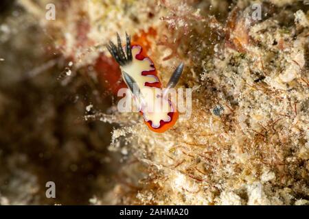 Gläubigen Sea Slug, Chromodoris fidelis, Doris fidelis", ist eine Pflanzenart aus der Gattung der bunten Sea Slug, dorid Nacktschnecke aus t Stockfoto