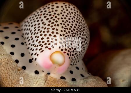 Nabelschnur Eierschale oder Warzige/wenig Ei Cowry, Calpurnus verrucosus, ist eine Pflanzenart aus der Gattung der Seeschnecke, ein cowry aus der Familie Ovul Stockfoto