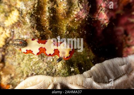 Gläubigen Sea Slug, Chromodoris fidelis, Doris fidelis", ist eine Pflanzenart aus der Gattung der bunten Sea Slug, dorid Nacktschnecke aus t Stockfoto