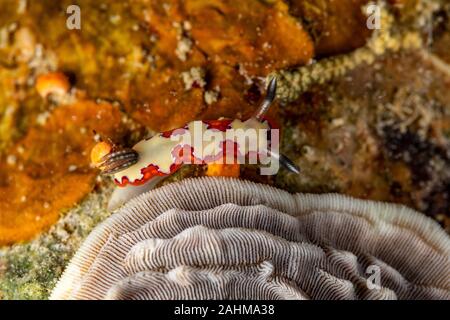 Gläubigen Sea Slug, Chromodoris fidelis, Doris fidelis", ist eine Pflanzenart aus der Gattung der bunten Sea Slug, dorid Nacktschnecke aus t Stockfoto