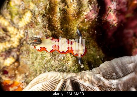 Gläubigen Sea Slug, Chromodoris fidelis, Doris fidelis", ist eine Pflanzenart aus der Gattung der bunten Sea Slug, dorid Nacktschnecke aus t Stockfoto