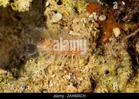 Gefährliche Meerestiere, Fireworm (Chloeia Parva), verursacht starken Juckreiz bei Berührung, Philippinen, Süd-Ost-Asien Stockfoto