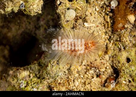 Gefährliche Meerestiere, Fireworm (Chloeia Parva), verursacht starken Juckreiz bei Berührung, Philippinen, Süd-Ost-Asien Stockfoto