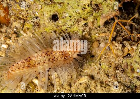 Gefährliche Meerestiere, Fireworm (Chloeia Parva), verursacht starken Juckreiz bei Berührung, Philippinen, Süd-Ost-Asien Stockfoto