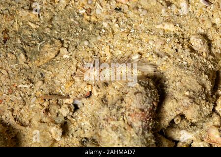 Gefährliche Meerestiere, Fireworm (Chloeia Parva), verursacht starken Juckreiz bei Berührung, Philippinen, Süd-Ost-Asien Stockfoto