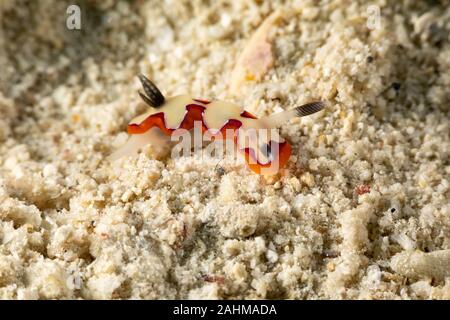 Gläubigen Sea Slug, Chromodoris fidelis, Doris fidelis", ist eine Pflanzenart aus der Gattung der bunten Sea Slug, dorid Nacktschnecke aus t Stockfoto