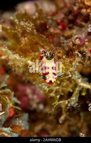 Gläubigen Sea Slug, Chromodoris fidelis, Doris fidelis", ist eine Pflanzenart aus der Gattung der bunten Sea Slug, dorid Nacktschnecke aus t Stockfoto