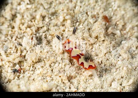 Gläubigen Sea Slug, Chromodoris fidelis, Doris fidelis", ist eine Pflanzenart aus der Gattung der bunten Sea Slug, dorid Nacktschnecke aus t Stockfoto