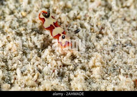 Gläubigen Sea Slug, Chromodoris fidelis, Doris fidelis", ist eine Pflanzenart aus der Gattung der bunten Sea Slug, dorid Nacktschnecke aus t Stockfoto