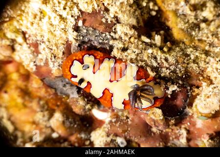 Gläubigen Sea Slug, Chromodoris fidelis, Doris fidelis", ist eine Pflanzenart aus der Gattung der bunten Sea Slug, dorid Nacktschnecke aus t Stockfoto