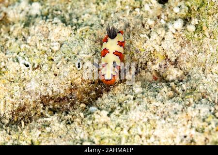 Gläubigen Sea Slug, Chromodoris fidelis, Doris fidelis", ist eine Pflanzenart aus der Gattung der bunten Sea Slug, dorid Nacktschnecke aus t Stockfoto