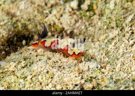 Gläubigen Sea Slug, Chromodoris fidelis, Doris fidelis", ist eine Pflanzenart aus der Gattung der bunten Sea Slug, dorid Nacktschnecke aus t Stockfoto