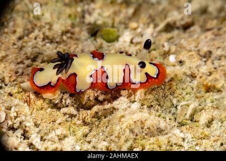 Gläubigen Sea Slug, Chromodoris fidelis, Doris fidelis", ist eine Pflanzenart aus der Gattung der bunten Sea Slug, dorid Nacktschnecke aus t Stockfoto