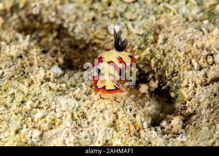 Gläubigen Sea Slug, Chromodoris fidelis, Doris fidelis", ist eine Pflanzenart aus der Gattung der bunten Sea Slug, dorid Nacktschnecke aus t Stockfoto