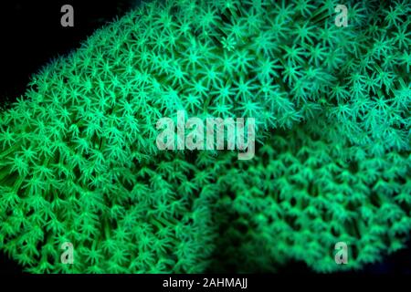 Korallen oder Anemonen leuchtet unter Schwarzlicht Leuchten Leuchtstofflampen bei Nacht Stockfoto