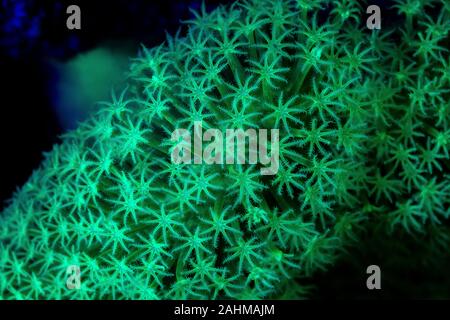 Korallen oder Anemonen leuchtet unter Schwarzlicht Leuchten Leuchtstofflampen bei Nacht Stockfoto