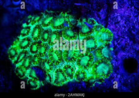 Korallen oder Anemonen leuchtet unter Schwarzlicht Leuchten Leuchtstofflampen bei Nacht Stockfoto