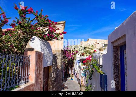 Bunten Bougainvillea Blüten mit traditionellen Gebäuden in Oia, Santorini, Griechenland Stockfoto